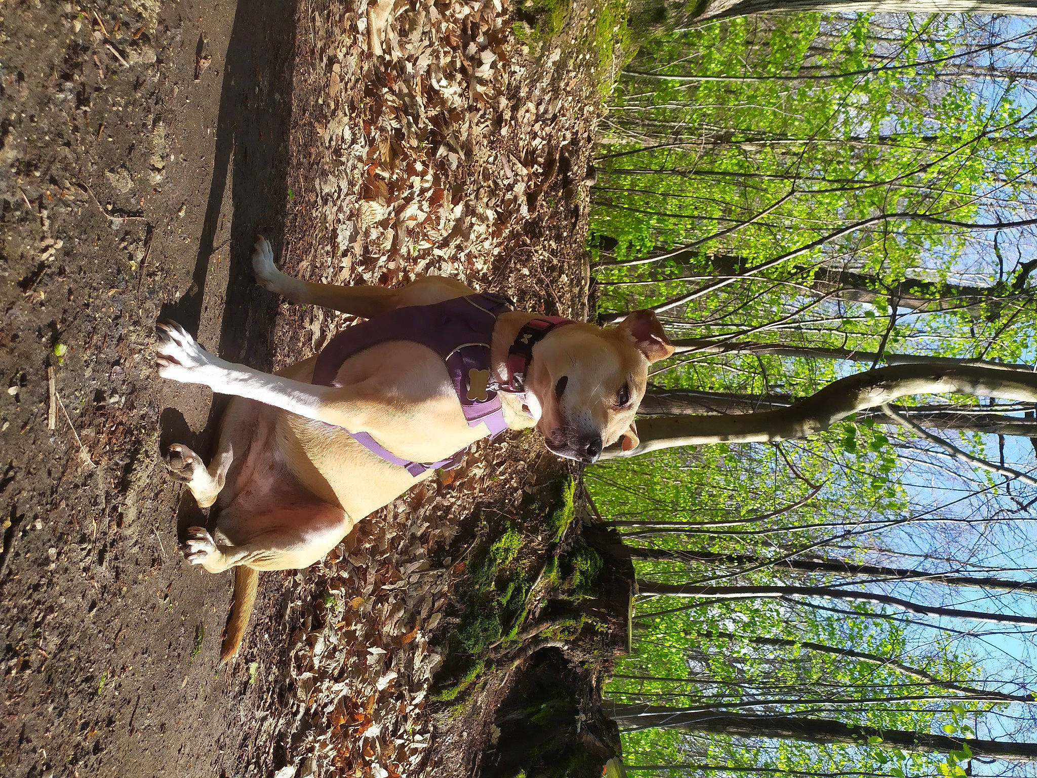 Elsa a rejoint le concours — aidez-le/la à gagner de superbes lots ! biome, branch, carnivore, dog, dog_breed, fawn, forest, grass, plant, sporting_group, tail, temperate_broadleaf_and_mixed_forest, terrestrial_animal, tree, trunk, twig, wildlife, wood, woodland, woody_plant