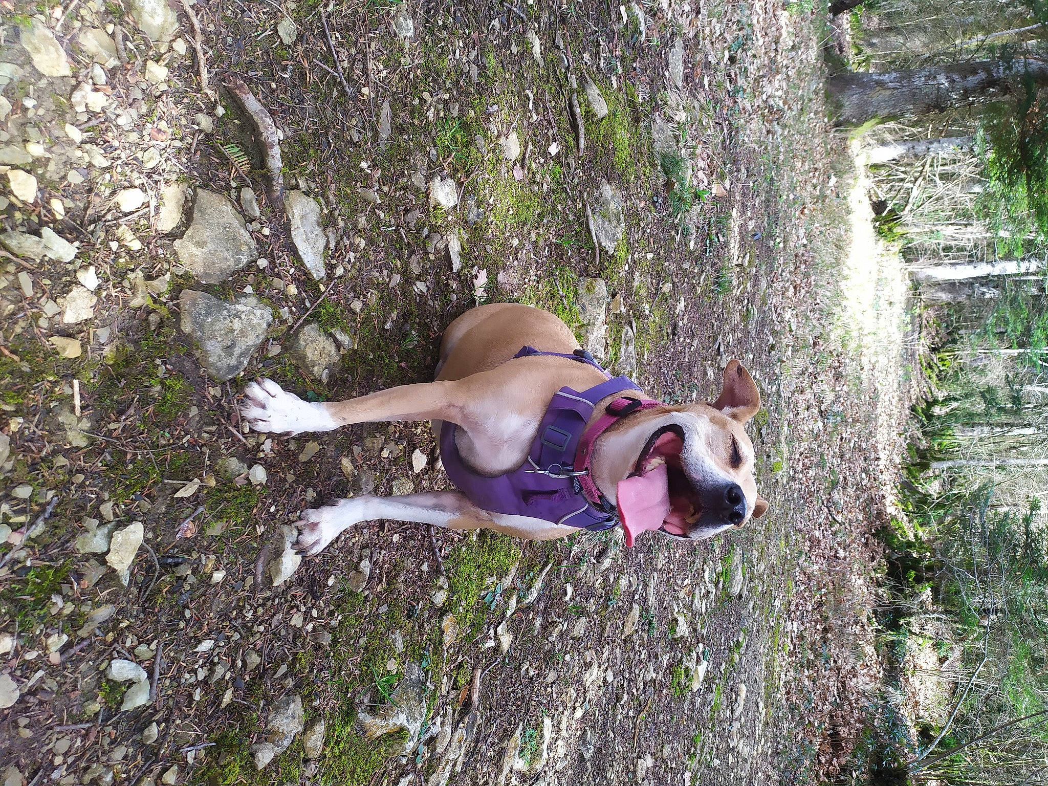 Elsa participe au concours pour gagner de l'argent avec cette photo : adventure, elbow, fawn, fun, grass, human_leg, knee, leisure, people_in_nature, plant, recreation, soil, sunglasses, swimwear, thigh, tree, trunk, wood, woody_plant