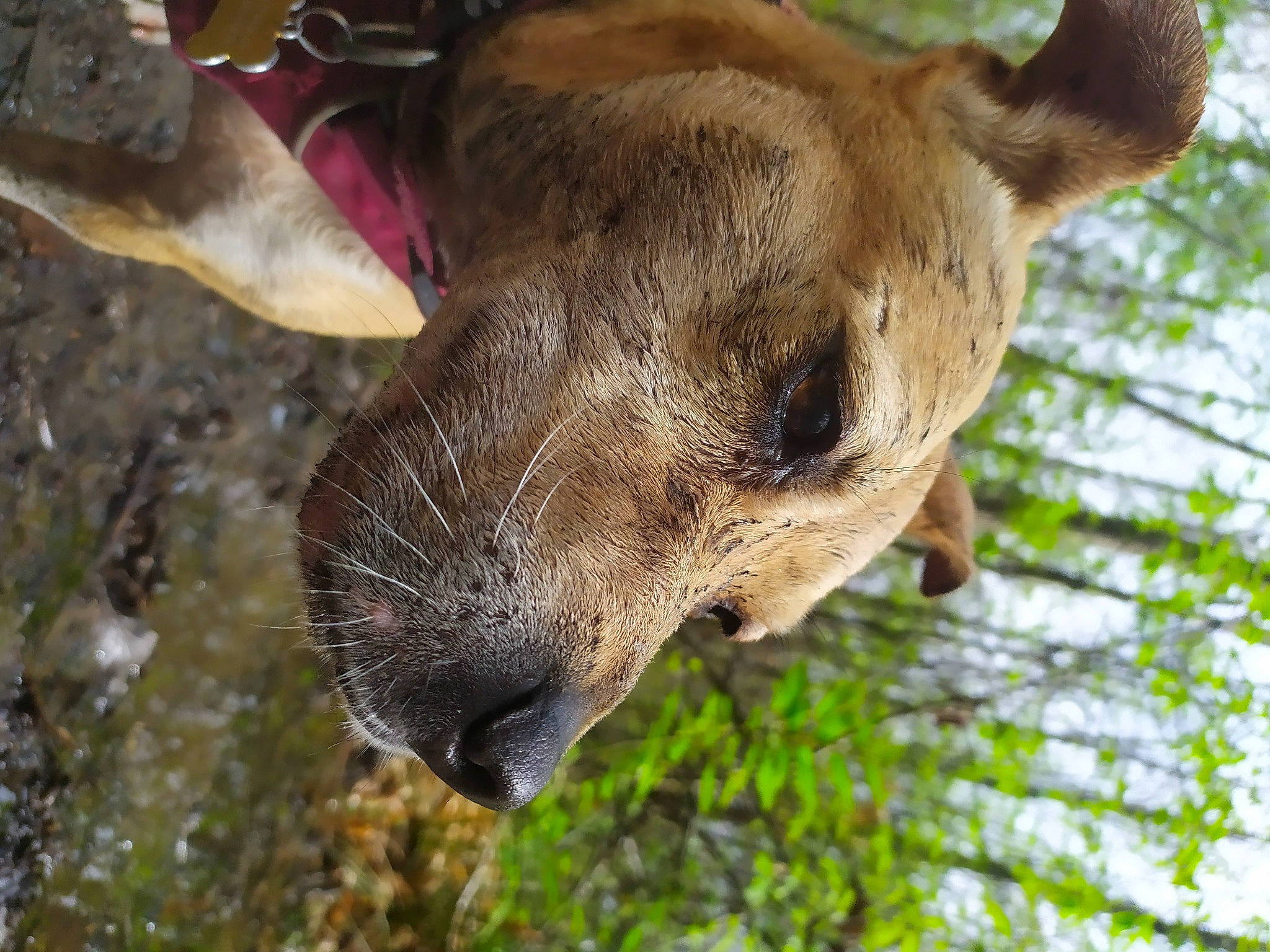 Elsa participe au concours pour gagner de l'argent avec cette photo : canidae, carnivore, collar, dog_breed, fawn, fur, grass, head, human_body, plant, safari, snout, sporting_group, terrestrial_animal, tree, trunk, whiskers, wildlife, working_animal, zoo