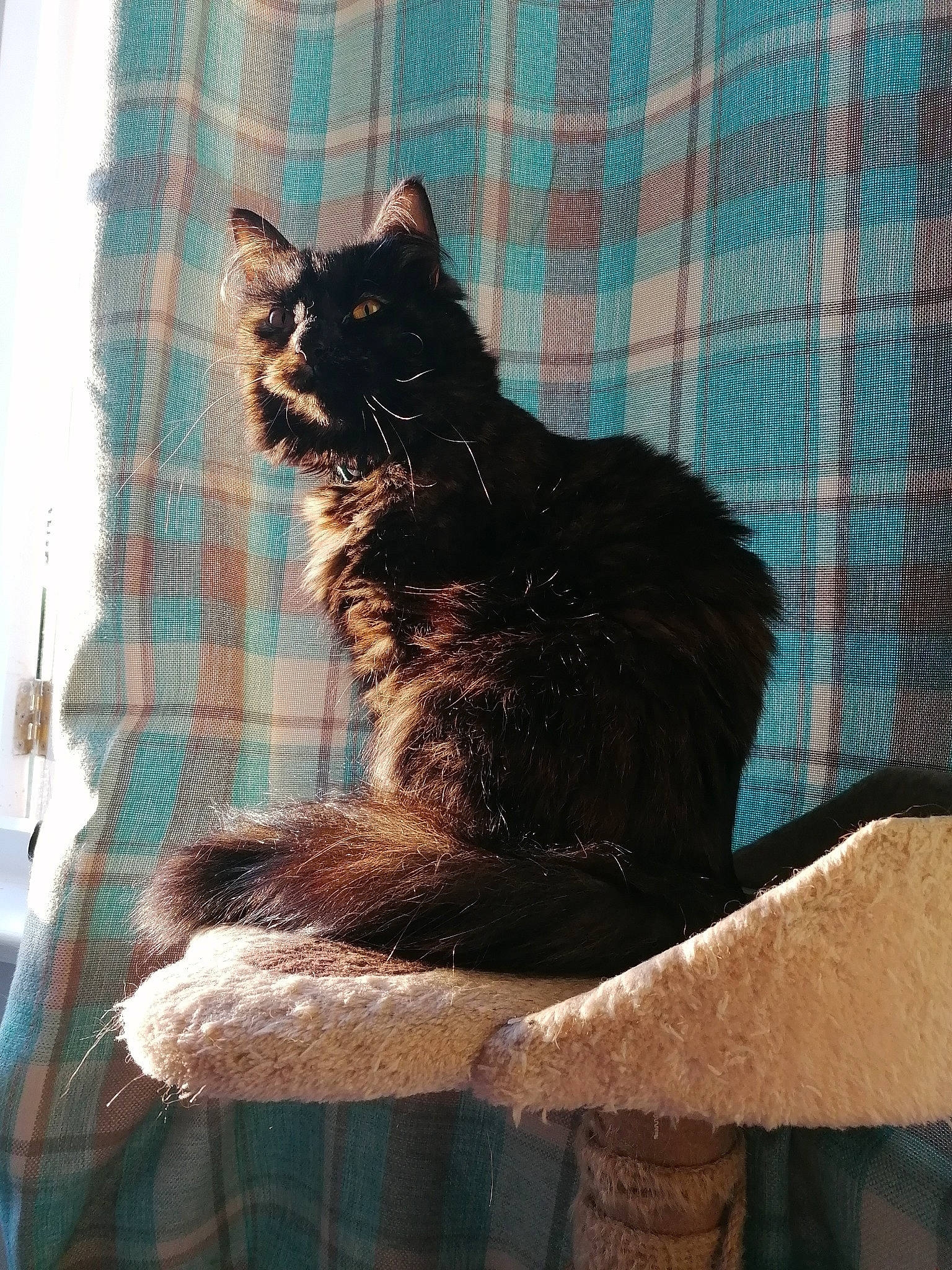 Gracie joined the competition — help win amazing prizes! black_cat, carnivore, cat, cat_supply, comfort, curtain, domestic_short_haired_cat, felidae, fur, grey, linens, pattern, plaid, small_to_medium_sized_cats, tail, tartan, whiskers, window, wood, woven_fabric