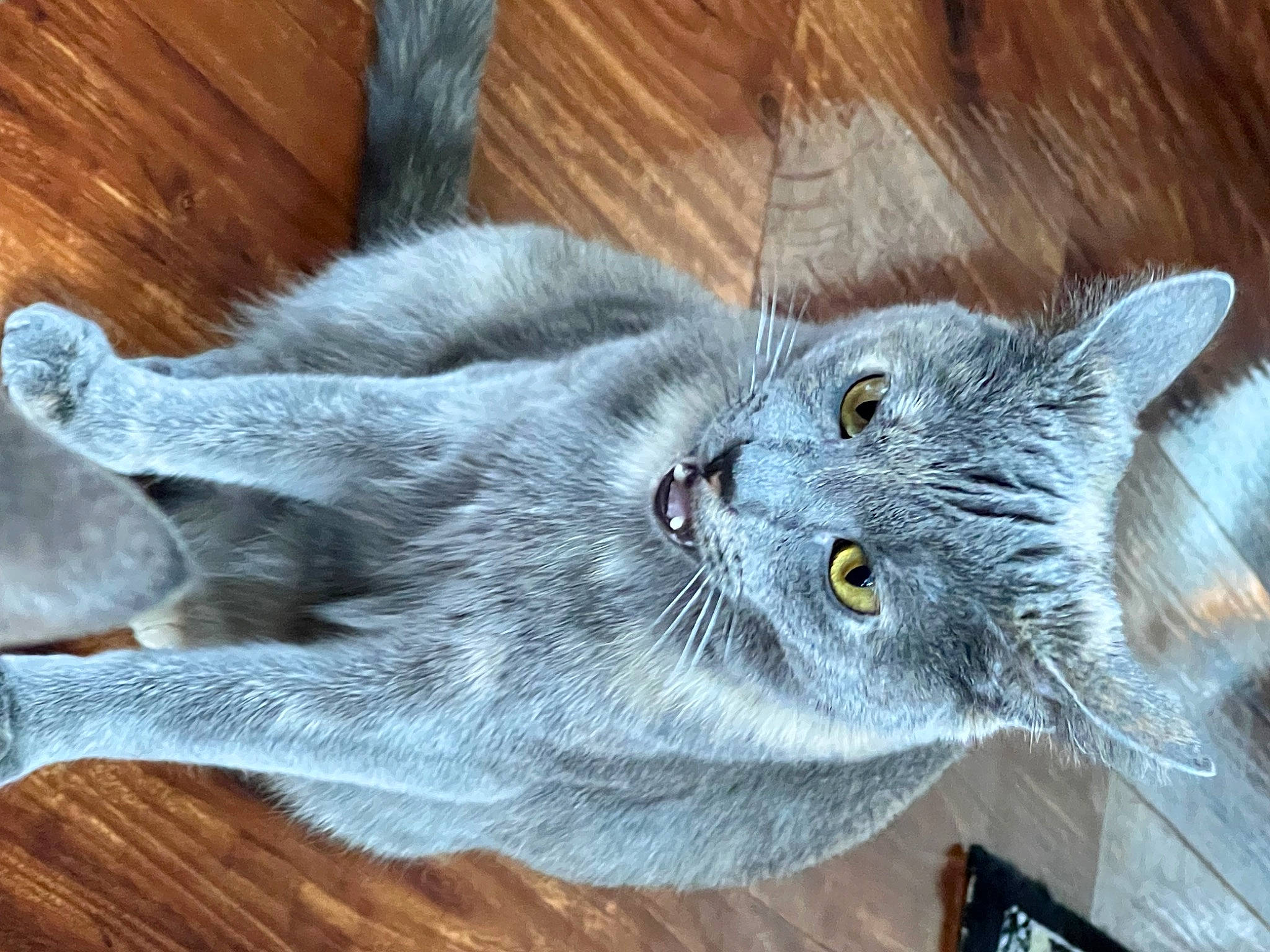Bagel joined the competition — help win amazing prizes! carnivore, cat, claw, comfort, domestic_short_haired_cat, electric_blue, felidae, fur, grey, paw, plant, russian_blue, small_to_medium_sized_cats, snout, tail, whiskers, wood
