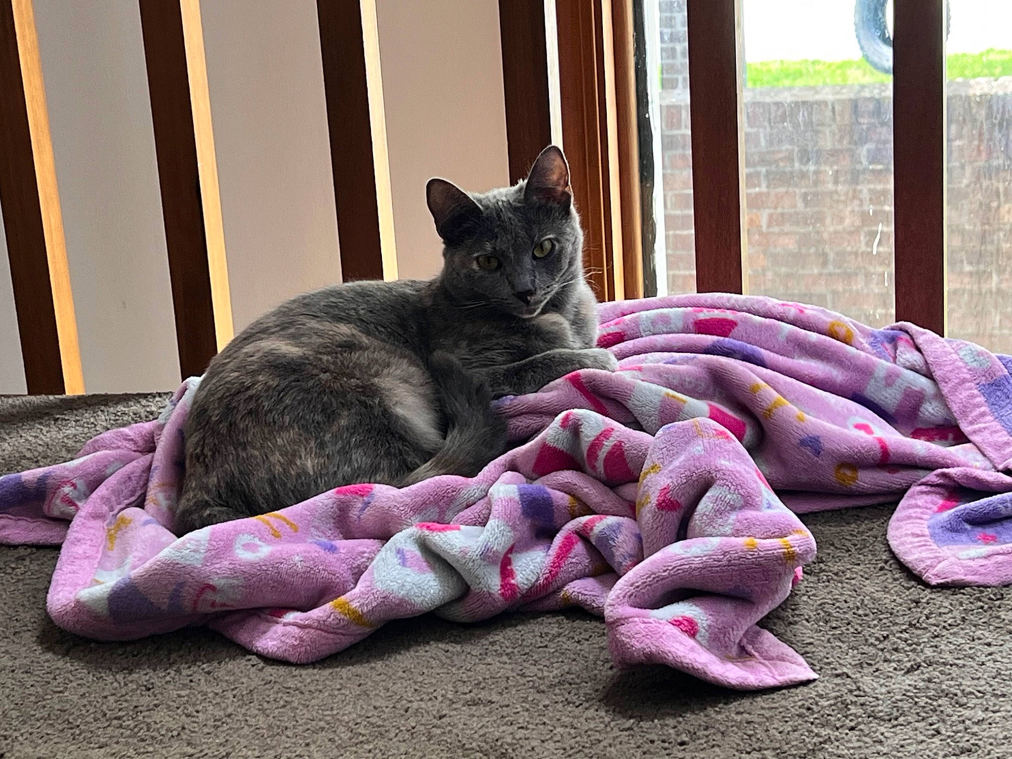 Bagel is registered to the contest to win money with this photo: carnivore, cat, claw, comfort, domestic_short_haired_cat, felidae, fur, grey, magenta, mammal, paw, plant, purple, small_to_medium_sized_cats, tail, terrestrial_animal, tree, whiskers, wildlife, wood