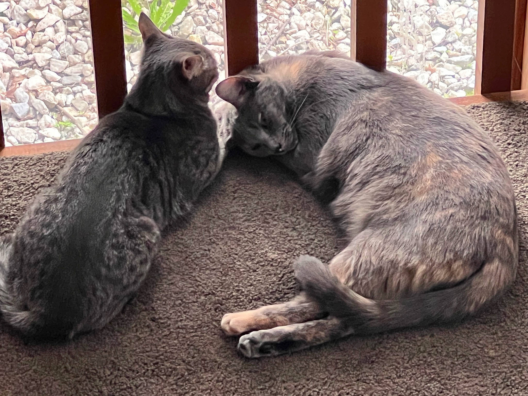 Bagel joined the competition — help win amazing prizes! carnivore, cat, claw, comfort, domestic_short_haired_cat, felidae, fur, grass, grey, nap, paw, sitting, small_to_medium_sized_cats, snout, tail, terrestrial_animal, tree, whiskers, wildlife, window