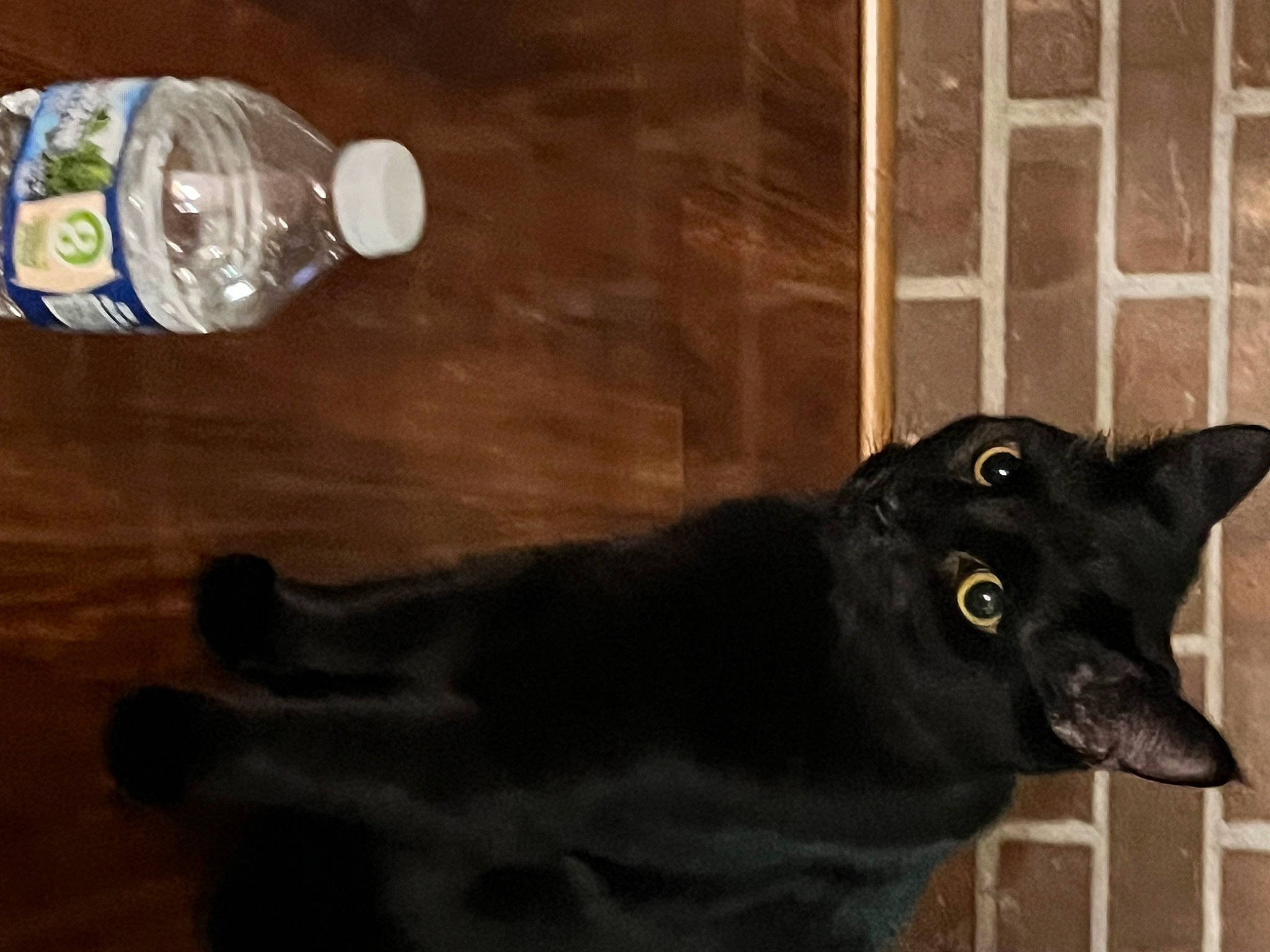 Pikachu is registered to the contest to win money with this photo: art, bombay, bottle, carnivore, cat, dog_breed, domestic_short_haired_cat, drinking_water, drinkware, felidae, fur, glass, plant, plastic_bottle, small_to_medium_sized_cats, terrestrial_animal, water_bottle, whiskers, window, working_animal