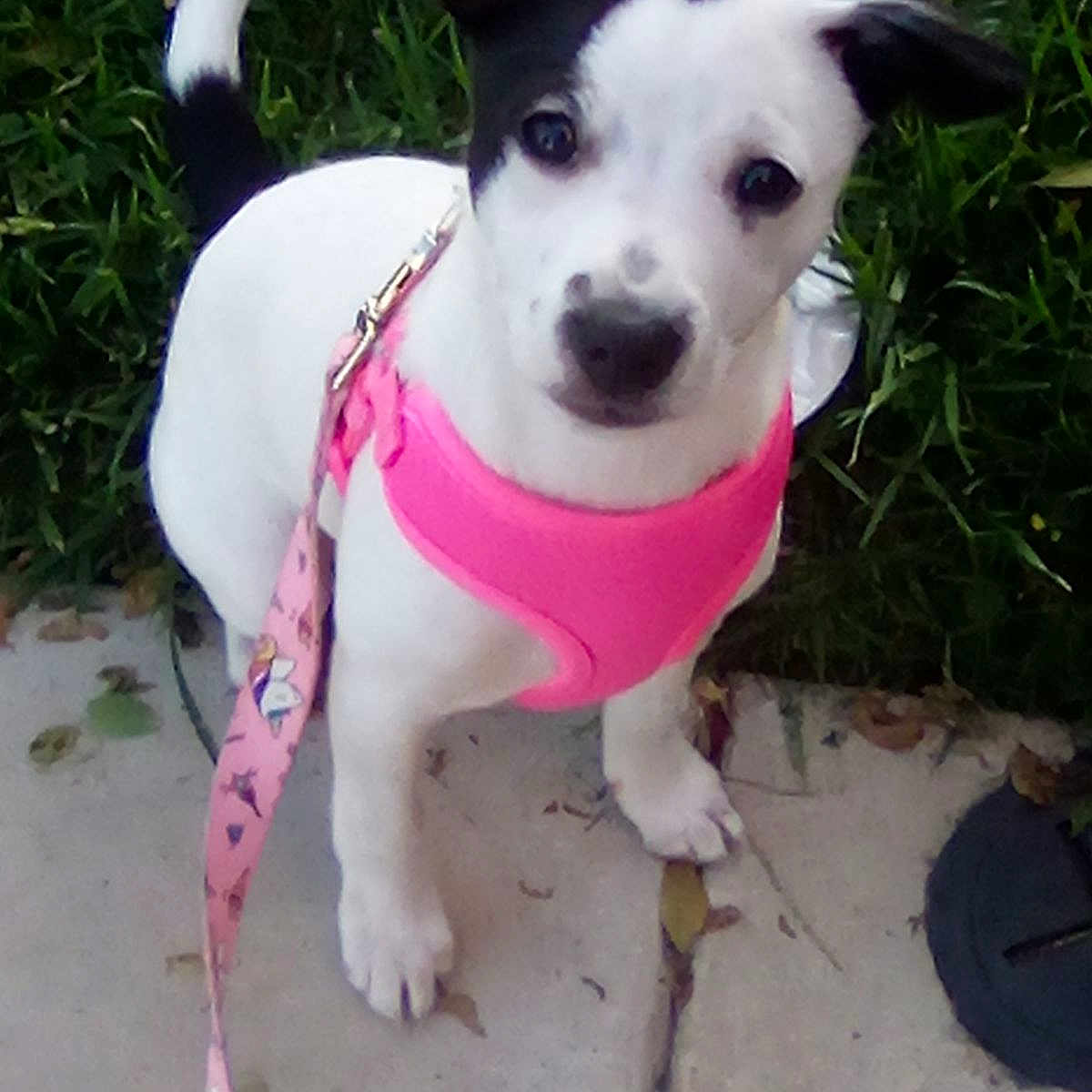 Miabella is registered to the contest to win money with this photo: accessories, animal, ball, bulldog, canine, chihuahua, collar, dog, grass, herbal, hound, leash, pet, plant, puppy, purple, sport, strap, tennis, tennisball