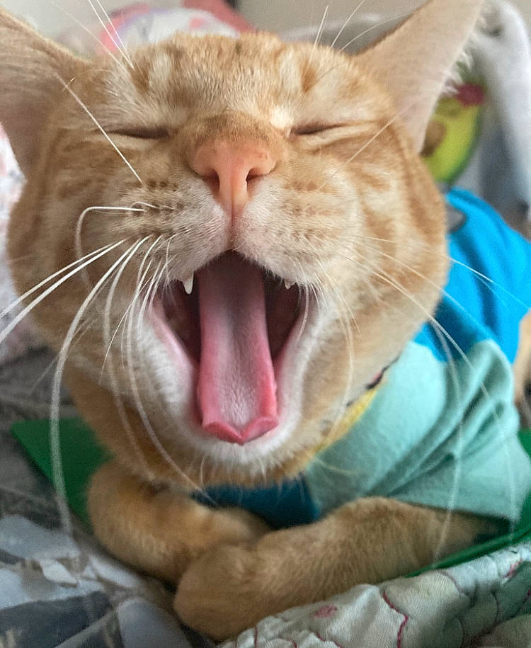 Chum Chum joined the competition — help win amazing prizes! carnivore, cat, close_up, collar, domestic_short_haired_cat, ear, fang, fawn, felidae, fur, gesture, jaw, paw, small_to_medium_sized_cats, snout, terrestrial_animal, tongue, tooth, whiskers, yawn