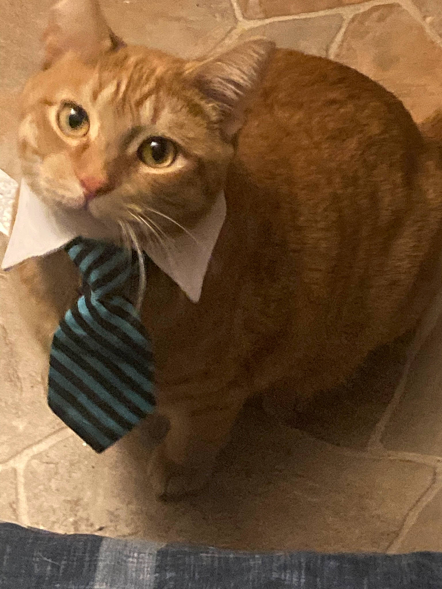 Chum Chum joined the competition — help win amazing prizes! art, carnivore, cat, domestic_short_haired_cat, fawn, felidae, fur, paper_product, photo_caption, sculpture, small_to_medium_sized_cats, snout, tail, terrestrial_animal, visual_arts, whiskers, wood