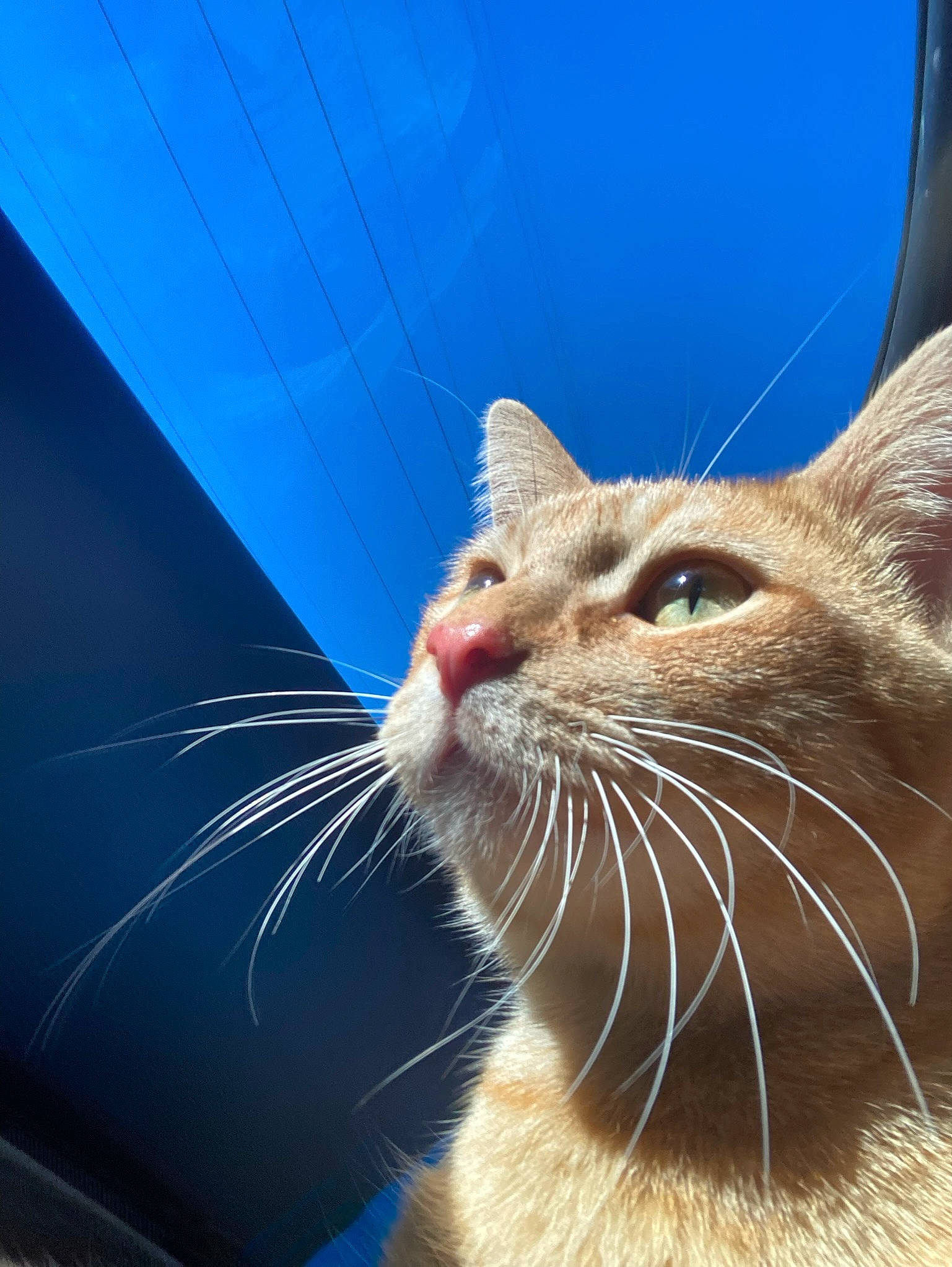 Chum Chum is registered to the contest to win money with this photo: blue, carnivore, cat, comfort, domestic_short_haired_cat, ear, electric_blue, fawn, felidae, fur, small_to_medium_sized_cats, snout, terrestrial_animal, whiskers