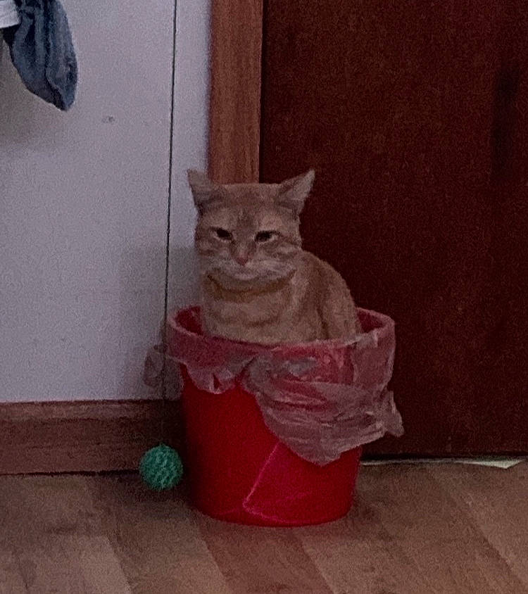 Chum Chum is registered to the contest to win money with this photo: art, ball, carnivore, cat, cat_supply, domestic_short_haired_cat, fawn, felidae, floor, flooring, fur, grey, hardwood, room, sculpture, sitting, small_to_medium_sized_cats, tail, whiskers, wood