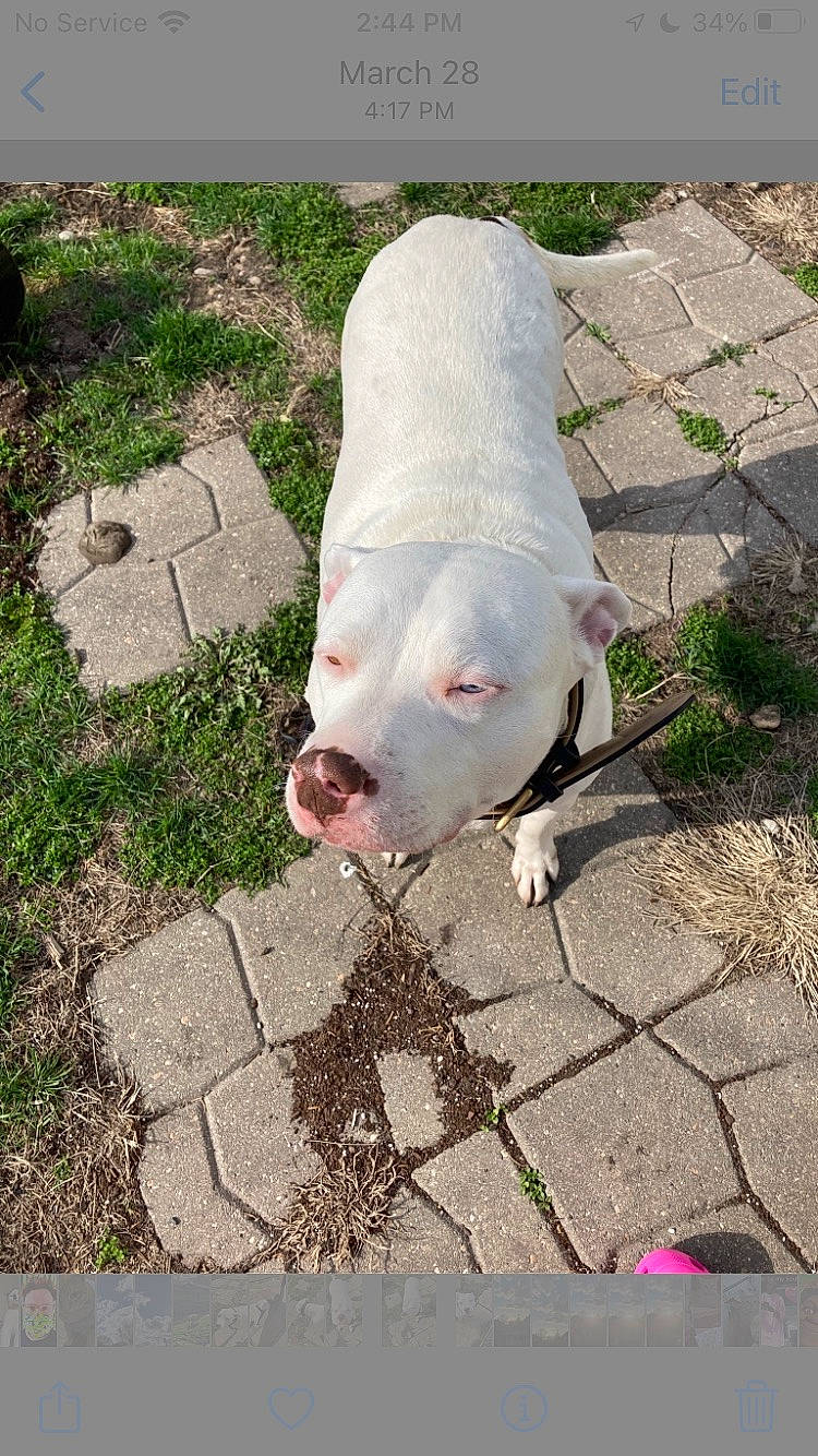 Prince is registered to the contest to win money with this photo: asphalt, beak, canidae, companion_dog, concrete, dog_breed, domestic_pig, fawn, flooring, fur, grass, livestock, road_surface, sidewalk, snout, sporting_group, suidae, tail, terrestrial_animal, toy