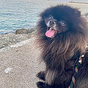 Teddy participe au concours pour gagner de l'argent avec cette photo : dog, pomeranian, black_dog, fluffy, tongue_out, happy, pet, animal, outdoor, water, ocean, rocks, sunset, sky, leash, canine, nature, cute, fur, portrait