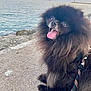 dog, pomeranian, black_dog, fluffy, tongue_out, happy, pet, animal, outdoor, water, ocean, rocks, sunset, sky, leash, canine, nature, cute, fur, portrait