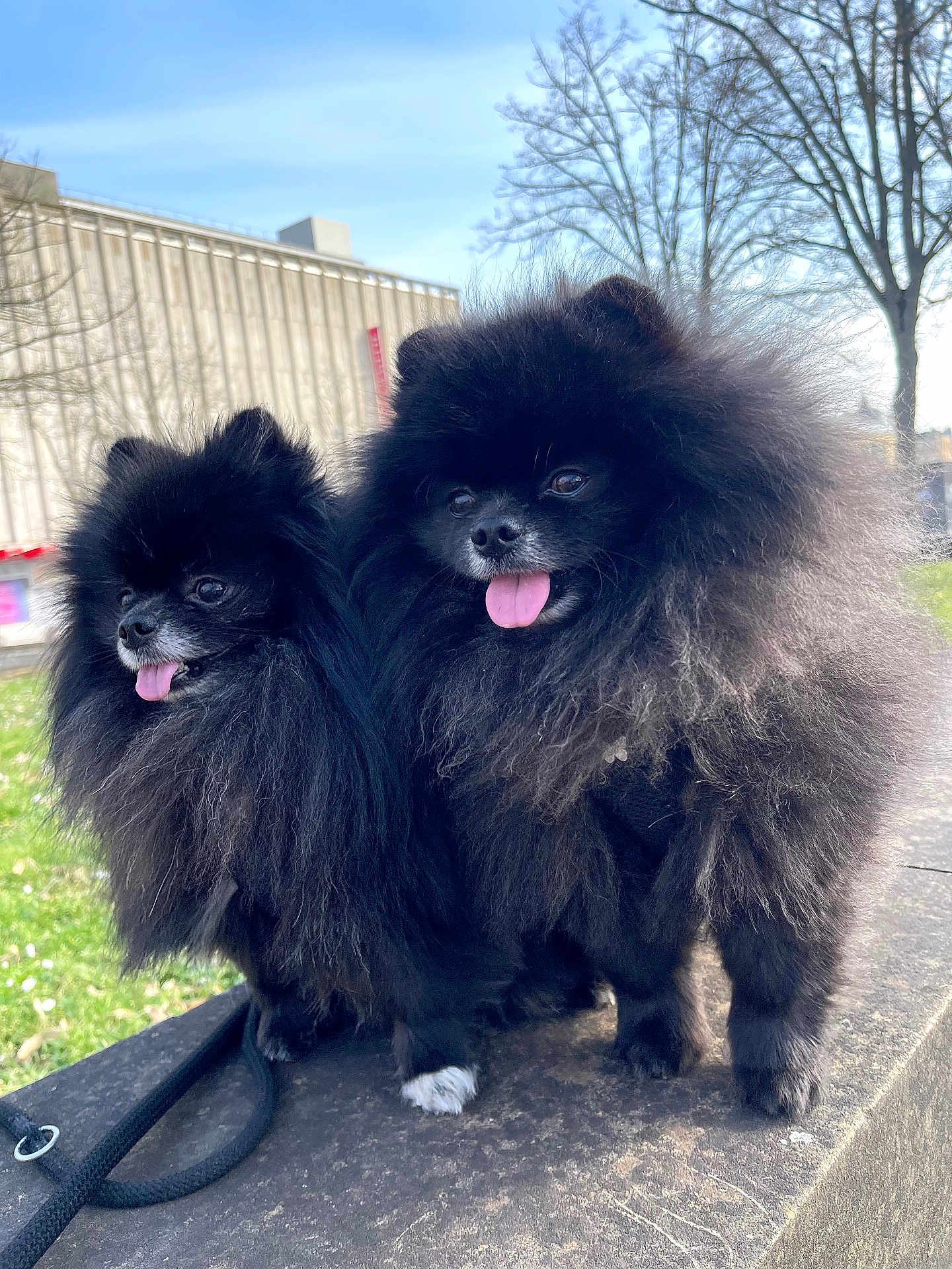 Teddy a rejoint le concours — aidez-le/la à gagner de superbes lots ! dog, pomeranian, black_dog, fluffy, tongue_out, pet, animal, outdoor, daylight, grass, tree, building, leash, cute, small_dog, fur, canine, friendly, companion, portrait