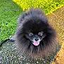Teddy a rejoint le concours — aidez-le/la à gagner de superbes lots ! dog, pomeranian, black_fur, fluffy, tongue_out, pet, animal, outdoor, grass, pathway, sunlight, shadow, happy, small_dog, cute, fur, nature, leash, close_up, walking