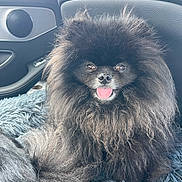 Teddy participe au concours pour gagner de l'argent avec cette photo : animal, black_fur, blanket, canine, car_interior, companion, cute, dog, fluffy, friendly, fur, happy, indoors, mammal, pet, pet_portrait, pomeranian, seat, small_dog, tongue_out