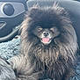 dog, pomeranian, fluffy, black_fur, pet, animal, tongue_out, car_interior, seat, blanket, cute, small_dog, fur, companion, pet_portrait, indoors, happy, friendly, canine, mammal