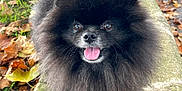 Teddy participe au concours pour gagner de l'argent avec cette photo : dog, pomeranian, black_fur, fluffy, pet, animal, autumn, leaves, sidewalk, outdoor, tongue_out, happy, cute, small_dog, portrait, nature, close_up, walking_leash, fall, canine