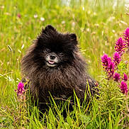 Ulysse a rejoint le concours — aidez-le/la à gagner de superbes lots ! dog, pomeranian, black_dog, fluffy, grass, wildflowers, purple_flowers, meadow, outdoor, nature, pet, cute, tongue_out, animal, small_dog, happy, fur, greenery, summer, sunlight
