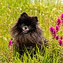 dog, pomeranian, black_dog, fluffy, grass, wildflowers, purple_flowers, meadow, outdoor, nature, pet, cute, tongue_out, animal, small_dog, happy, fur, greenery, summer, sunlight