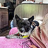 Rayia joined the competition — help win amazing prizes! dog, pet, portrait, scruffy, black_and_white, small_dog, pointed_ears, brown_eyes, collar, leash, sitting, couch, blanket, pink, person, hand, kitchen, indoors, furniture, companion_animal