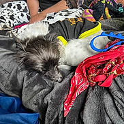 Rayia joined the competition — help win amazing prizes! dog, small_dog, sleeping, pet, animal, fur, black_and_white, clothing, outfit, blanket, bed, indoors, person, hands, colorful, red_bag, blue_accessory, textile, cozy, portrait