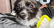 Rayia joined the competition — help win amazing prizes! dog, pet, portrait, close_up, scruffy_fur, black_and_white_fur, brown_fur, yellow_harness, animal, canine, indoors, blanket, bed, person, sitting, looking_at_camera, bright_eyes, nose, home, companionship