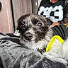 dog, pet, portrait, close_up, scruffy_fur, black_and_white_fur, brown_fur, yellow_harness, animal, canine, indoors, blanket, bed, person, sitting, looking_at_camera, bright_eyes, nose, home, companionship