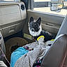 Rayia joined the competition — help win amazing prizes! dog, puppy, small_dog, black_and_white, scruffy, portrait, sitting, vehicle, truck, passenger_seat, car_interior, pet_clothing, dog_shirt, yellow_trim, blanket, toy, sun_hat, road_trip, indoors, daylight