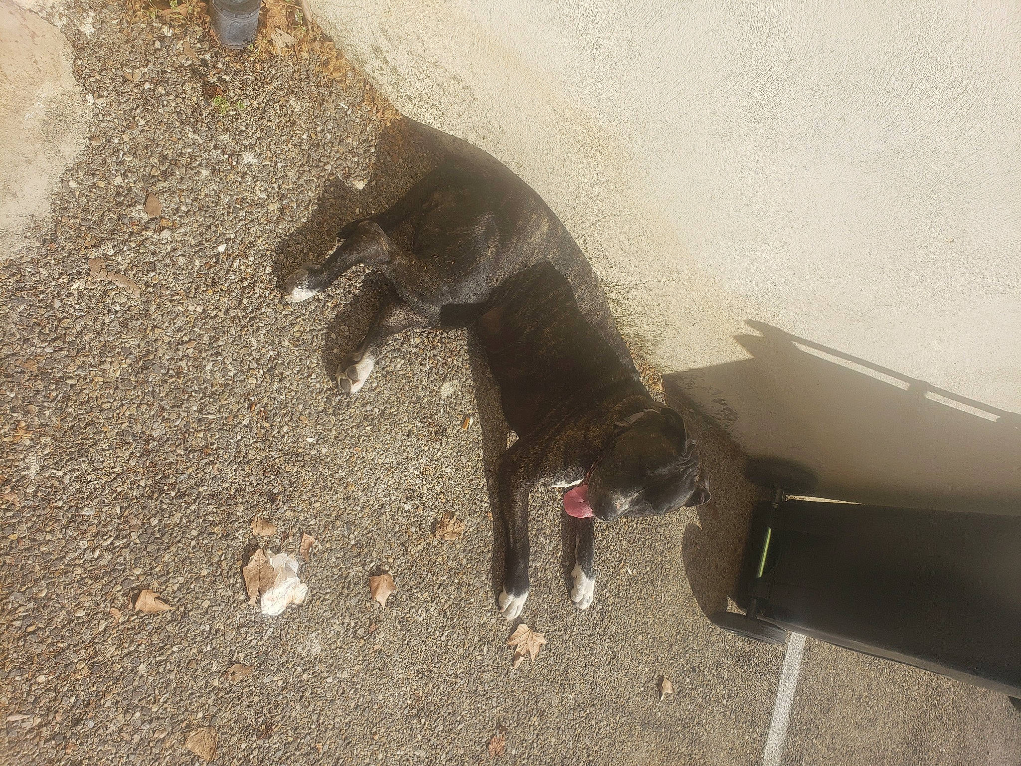 Masha participe au concours pour gagner de l'argent avec cette photo : asphalt, canidae, carnivore, claw, dog, dog_breed, fawn, felidae, flooring, fur, leash, paw, road_surface, shadow, snout, soil, sporting_group, tail, terrestrial_animal, working_animal