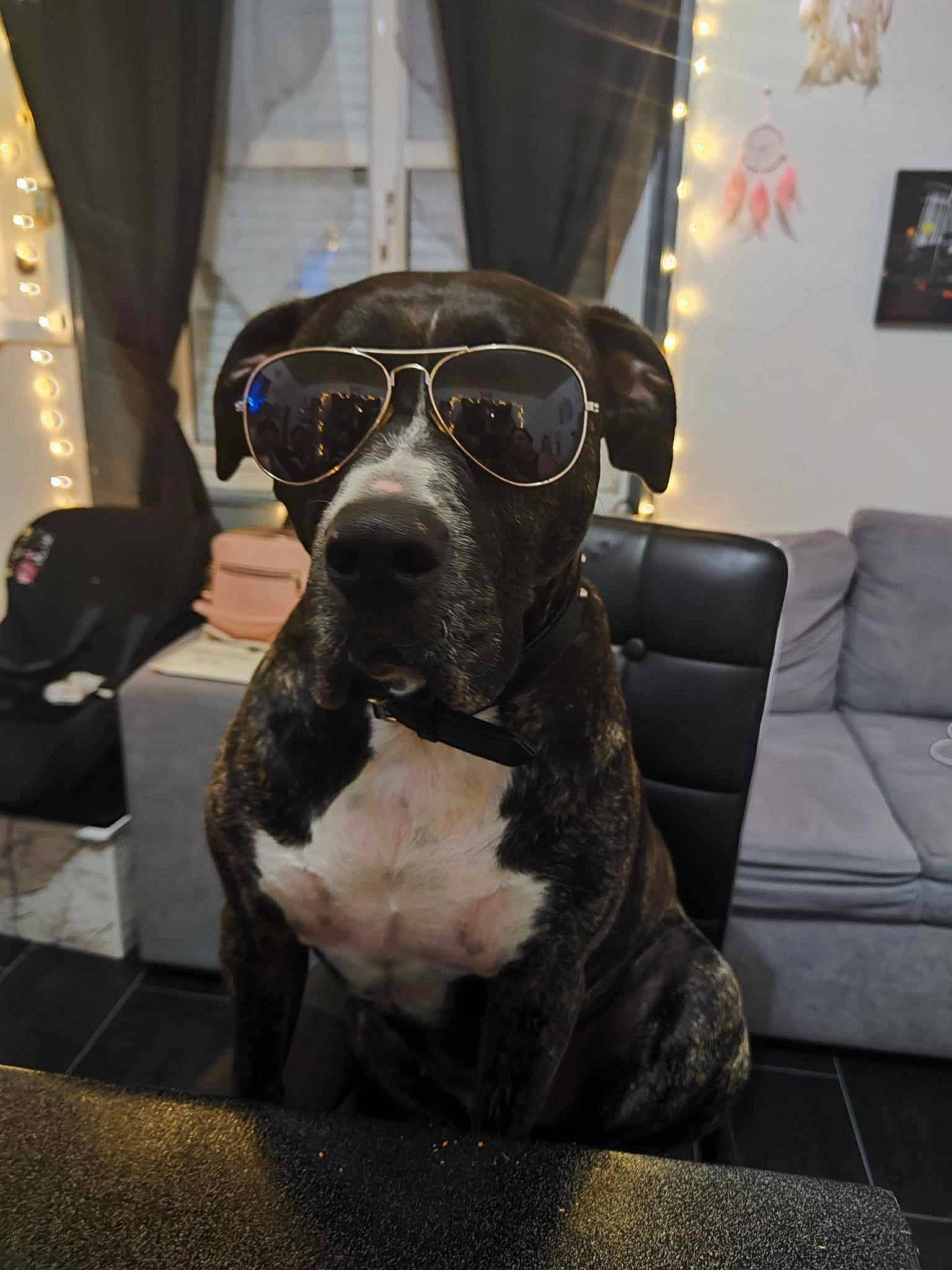 Masha participe au concours pour gagner de l'argent avec cette photo : art, boston_terrier, bulldog, canidae, carnivore, comfort, companion_dog, couch, dog, dog_breed, dog_collar, eyewear, fawn, personal_protective_equipment, picture_frame, snout, sporting_group, toy_dog, whiskers, working_animal