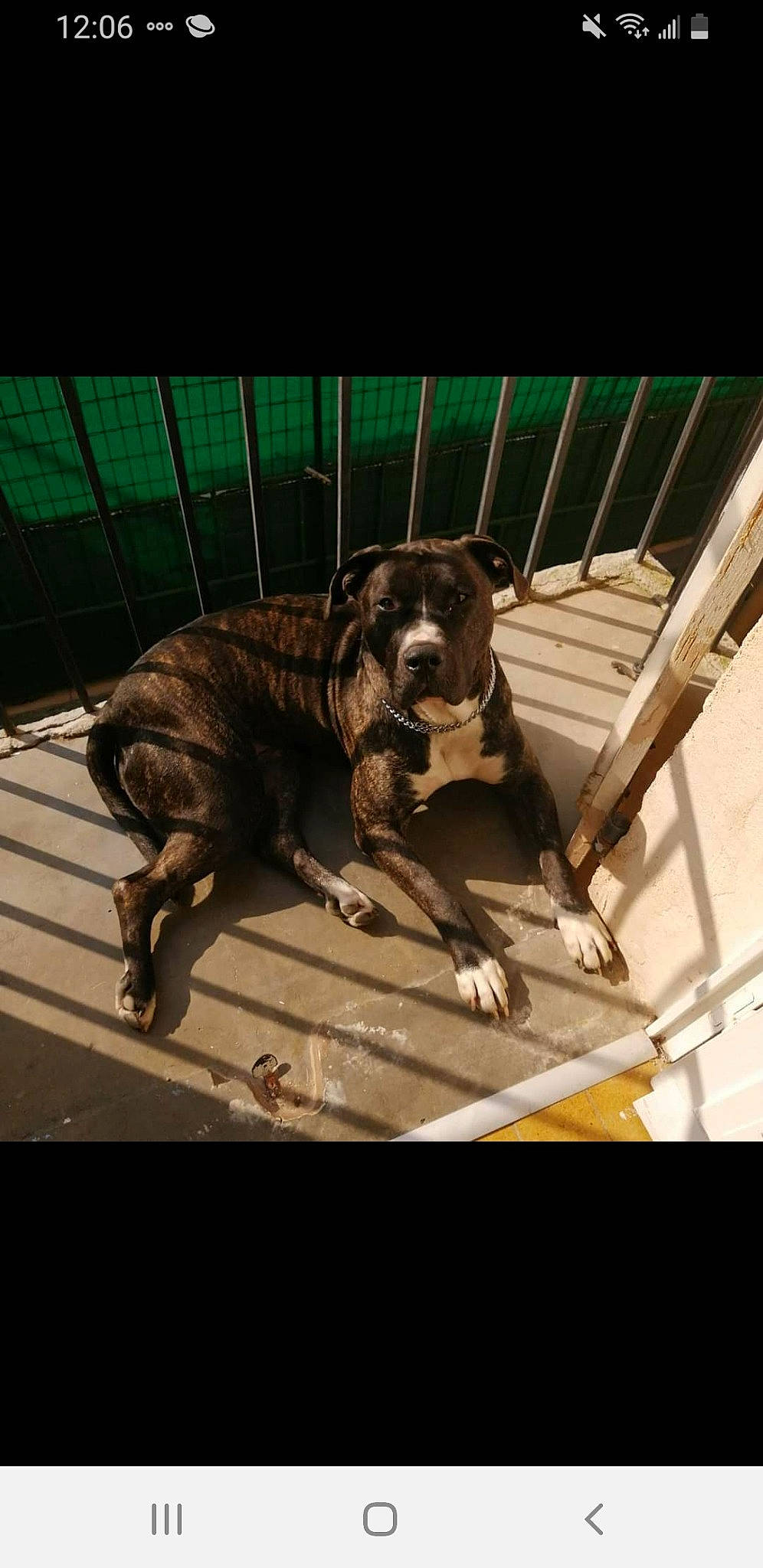 Masha a rejoint le concours — aidez-le/la à gagner de superbes lots ! art, building, canidae, carnivore, companion_dog, dog, dog_breed, dog_collar, fawn, flash_photography, guard_dog, liver, metal, non_sporting_group, pet_supply, snout, sporting_group, tints_and_shades, wood, working_animal