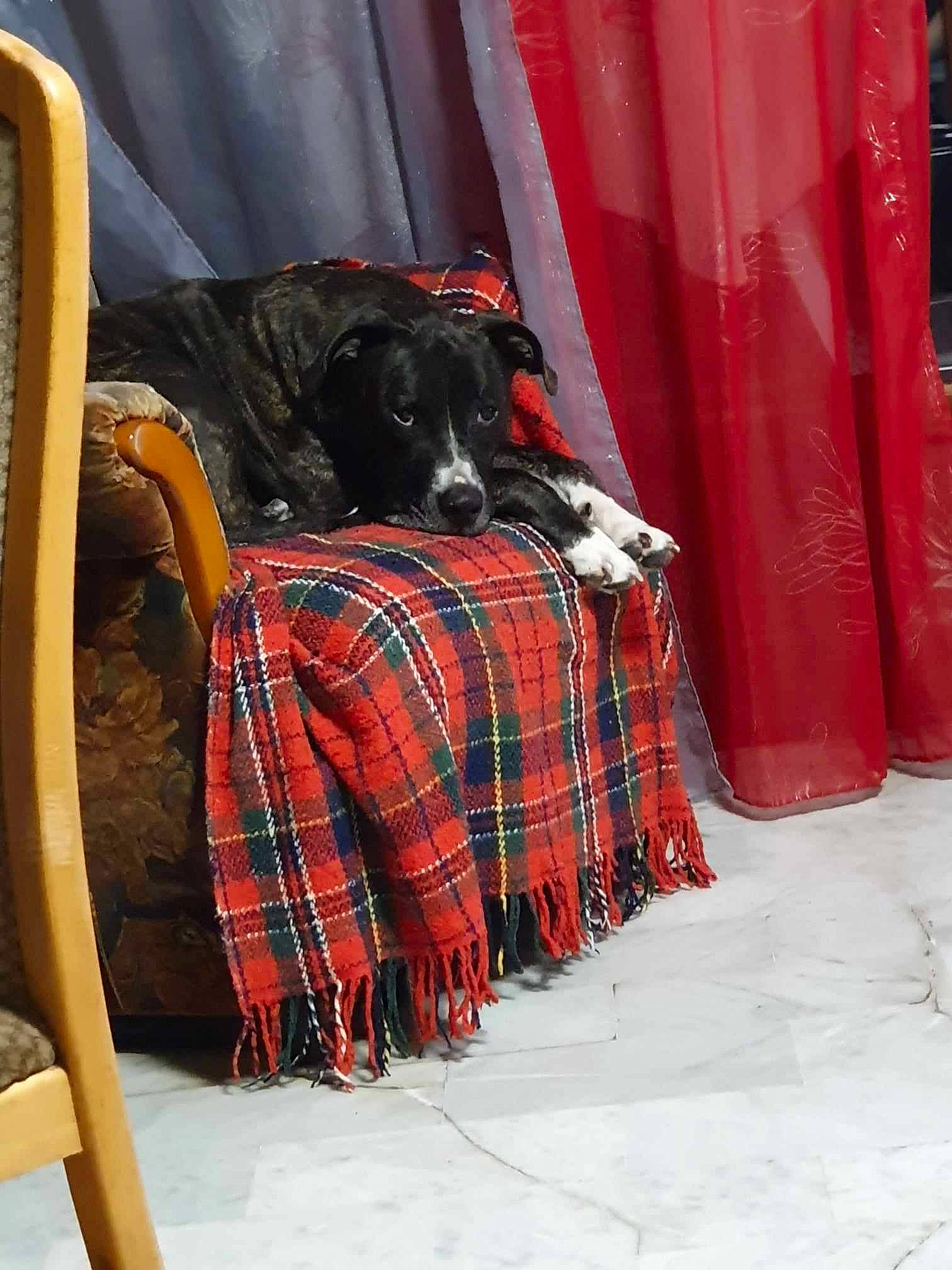 Masha a rejoint le concours — aidez-le/la à gagner de superbes lots ! carmine, carnivore, comfort, companion_dog, curtain, dog, dog_breed, dog_supply, fur, linens, pattern, plaid, red, sleeve, sporting_group, tartan, textile, tints_and_shades, wood, working_animal