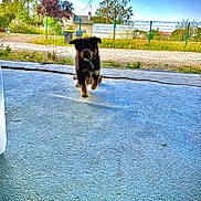 Arow participe au concours pour gagner de l'argent avec cette photo : puppy, dog, running, outdoor, daytime, fence, grass, tree, sky, house, road, nature, pet, animal, motion, playful, rural, landscape, grassland, sunlight