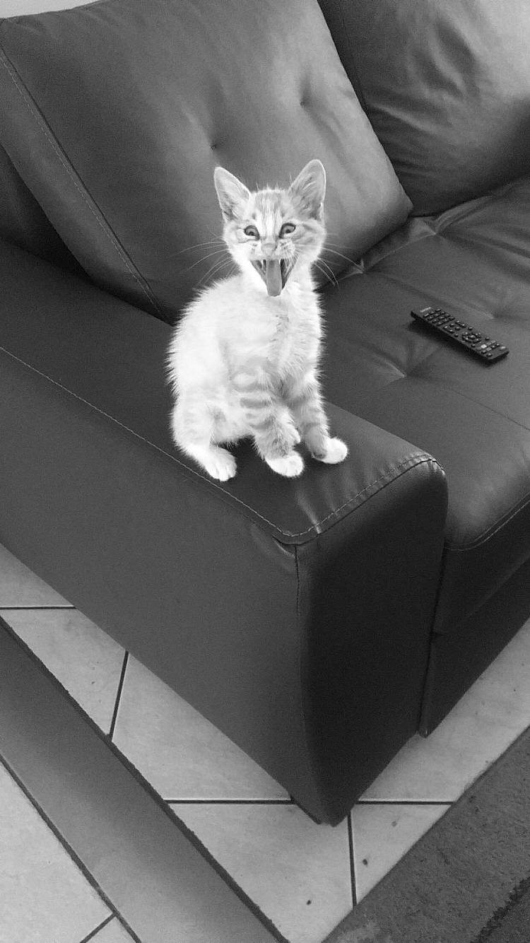 Tigrou
