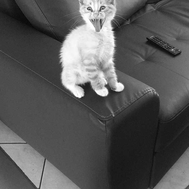 Tigrou