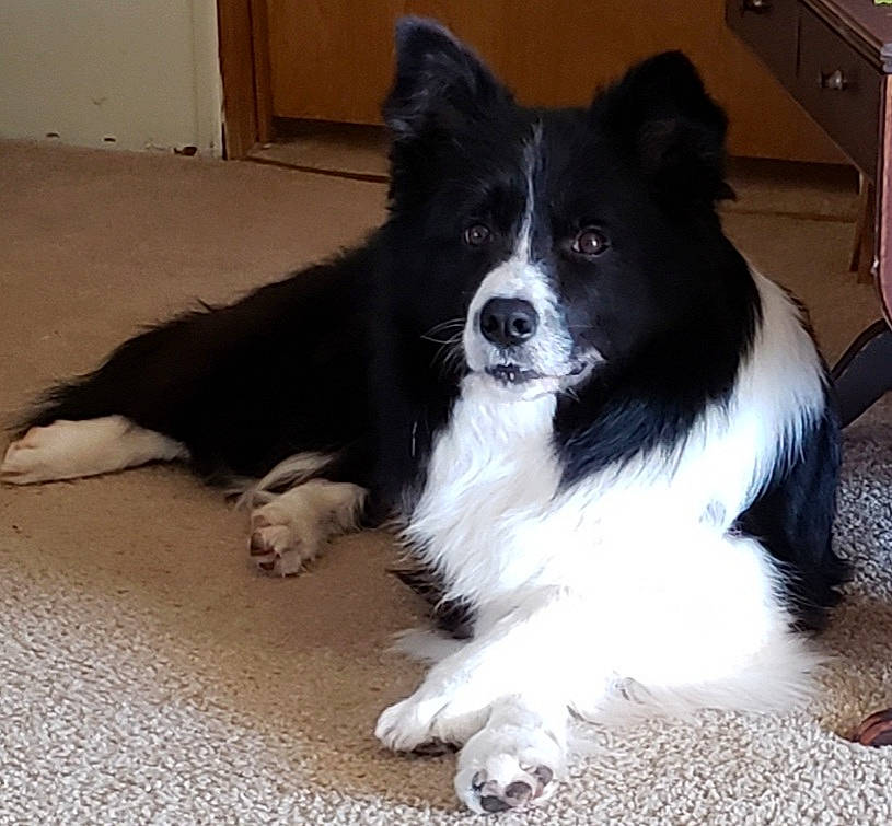 Elvis joined the competition — help win amazing prizes! australian_collie, border_collie, canidae, carnivore, companion_dog, dog, dog_breed, door, flooring, fur, herding_dog, snout, sporting_group, sports_equipment, whiskers, working_animal, working_dog