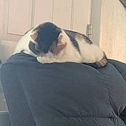 Lexie is registered to the contest to win money with this photo: cat, sleeping, chair, indoor, cozy, furniture, pet, domestic_animal, resting, cushion, white, gray, calm, relaxation, home, fur, animal, quiet, comfort, nap