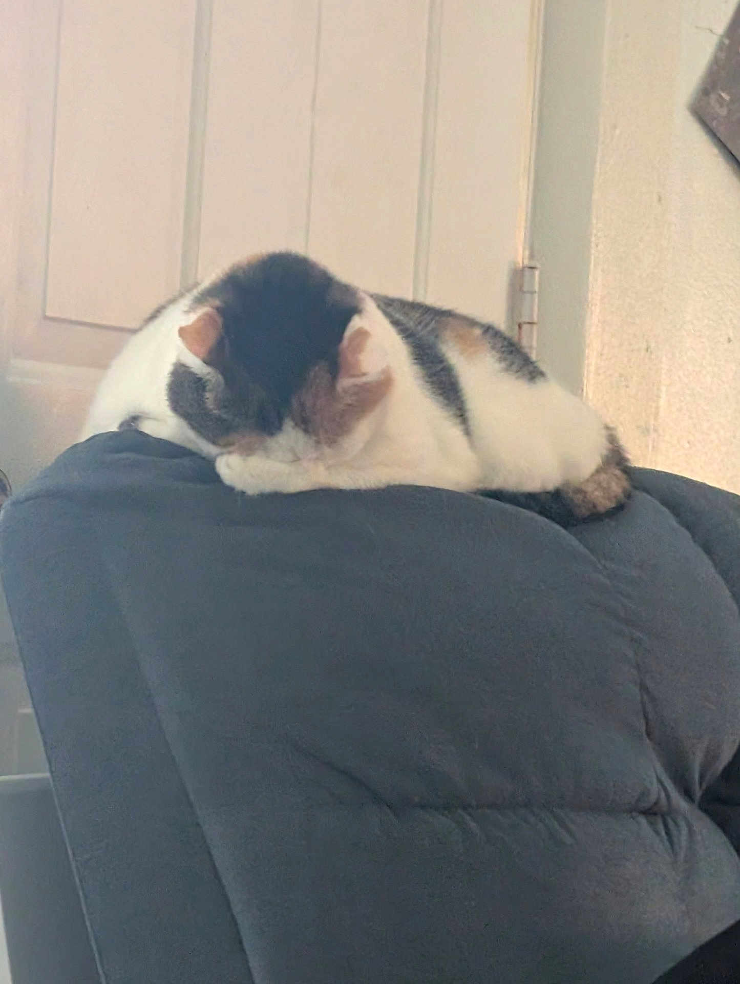 Lexie is registered to the contest to win money with this photo: cat, sleeping, chair, indoor, cozy, furniture, pet, domestic_animal, resting, cushion, white, gray, calm, relaxation, home, fur, animal, quiet, comfort, nap