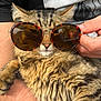 Timon participe au concours pour gagner de l'argent avec cette photo : cat, tabby, sunglasses, fluffy, pet, animal, relaxing, hands, human, fur, cute, close_up, portrait, indoor, comfort, fashion, accessory, resting, cozy, casual