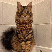 Timon participe au concours pour gagner de l'argent avec cette photo : cat, tabby, fluffy, sitting, bathroom, sink, tile_wall, curious, pet, feline, whiskers, ears, paws, tail, domestic_animal, indoor, fur, animal, portrait, cute
