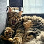 Timon a rejoint le concours — aidez-le/la à gagner de superbes lots ! cat, tabby, fluffy, yawning, pet, animal, indoor, couch, relaxed, feline, whiskers, fur, paw, closeup, resting, cozy, domestic, living_room, soft, cute