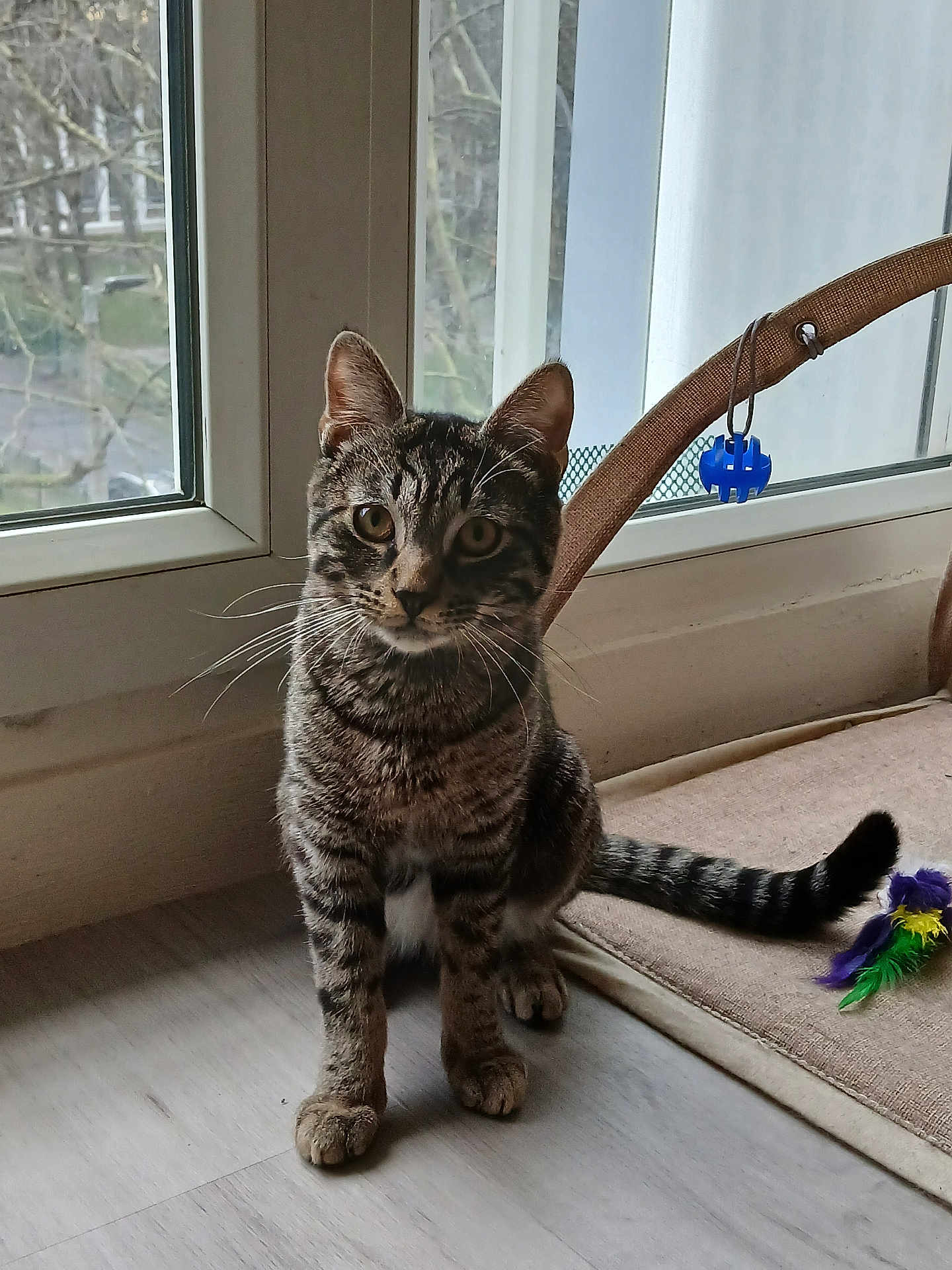Ziggy participe au concours pour gagner de l'argent avec cette photo : cat, tabby_cat, pet, window, indoor, paws, whiskers, tail, toy, floor, curtain, window_sill, plush_toy, striped, ears, eyes, sitting, curiosity, natural_light, portrait