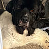 Nash joined the competition — help win amazing prizes! animal, black_dog, blanket, brown_eyes, canine, close_up, couch, cozy, dog, face, floppy_ears, fur, home, indoor, long_hair, lying_down, nose, pet, portrait, relaxed