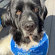 Nash is registered to the contest to win money with this photo: dog, black_dog, white_fur, amber_eyes, pet, animal, close_up, outdoor, deck, wooden_floor, towel, blue_towel, sitting, calm, sunlight, fur, portrait, pet_accessory, attentive, domestic_animal