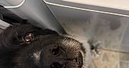 Nash is registered to the contest to win money with this photo: animal, bathroom, beach_sign, black_dog, close_up, curious, dog, eyes, funny, fur, indoor, nose, pet, plastic, portrait, sign, tile, tongue, upside_down, whiskers