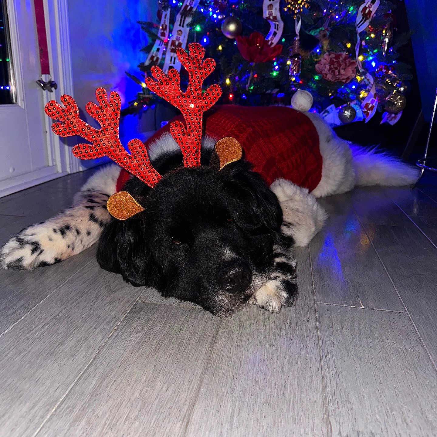 Nash is registered to the contest to win money with this photo: black_and_white_paws, black_dog, celebration, christmas_tree, colorful_lights, cozy, dog, festive, festive_outfit, holiday_decorations, holiday_season, home, indoor, ornaments, pet, red_sweater, reindeer_antlers, relaxed, sleepy, wooden_floor