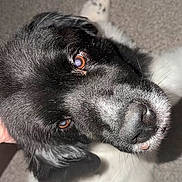 Nash is registered to the contest to win money with this photo: animal, black_and_white, carpet, close_up, cute, dog, dramatic_lighting, eye, face, flash, fur, indoors, looking_at_camera, lying_down, muzzle, nose, pet, portrait, short_hair, whiskers