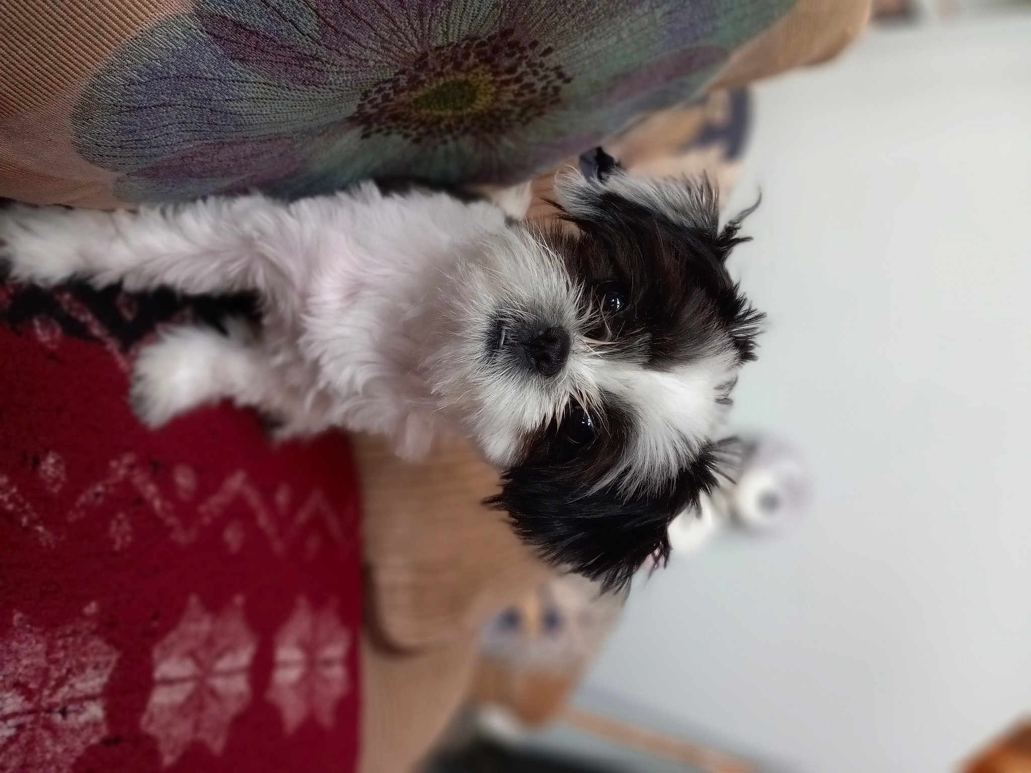 Mimi