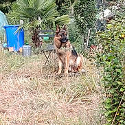 Gorod a rejoint le concours — aidez-le/la à gagner de superbes lots ! dog, german_shepherd, outdoor, grass, plant, tree, chair, blue_bin, nature, garden, animal, pet, fur, canine, watchful, sitting, greenery, rural, daylight, backyard