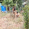 dog, german_shepherd, outdoor, grass, plant, tree, chair, blue_bin, nature, garden, animal, pet, fur, canine, watchful, sitting, greenery, rural, daylight, backyard